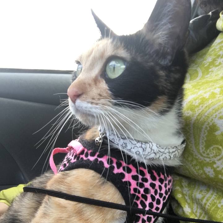 A3d94d0a 6f12 473d 8951 b613de6723b7