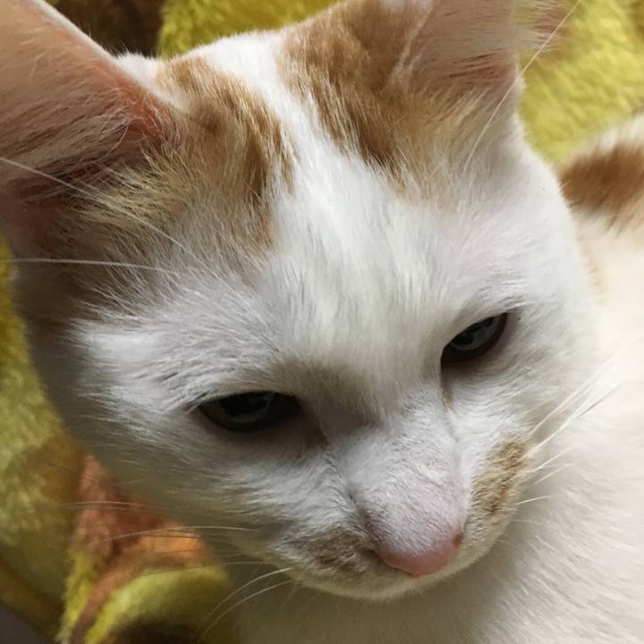 A3e38c50 0603 4fcf b508 941010bf2da3