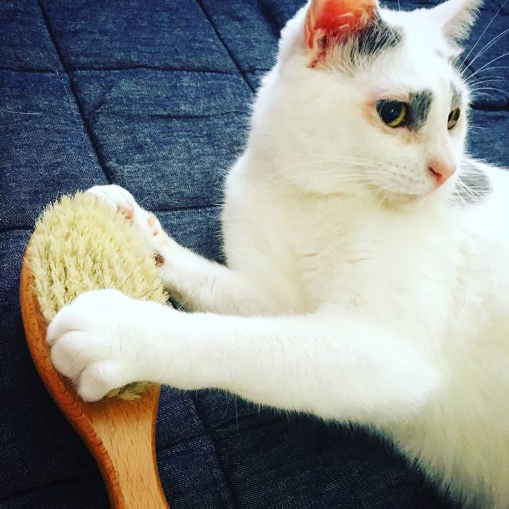 A3e3ce38 11f4 42de aa5b b52ba8d14c50