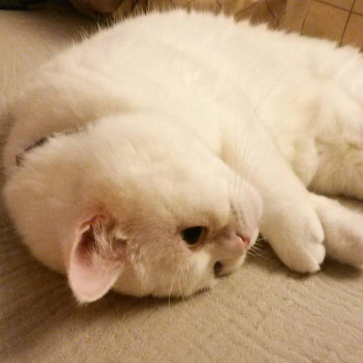 A3ec0773 8f46 4dc4 b83a d3085e6b4216