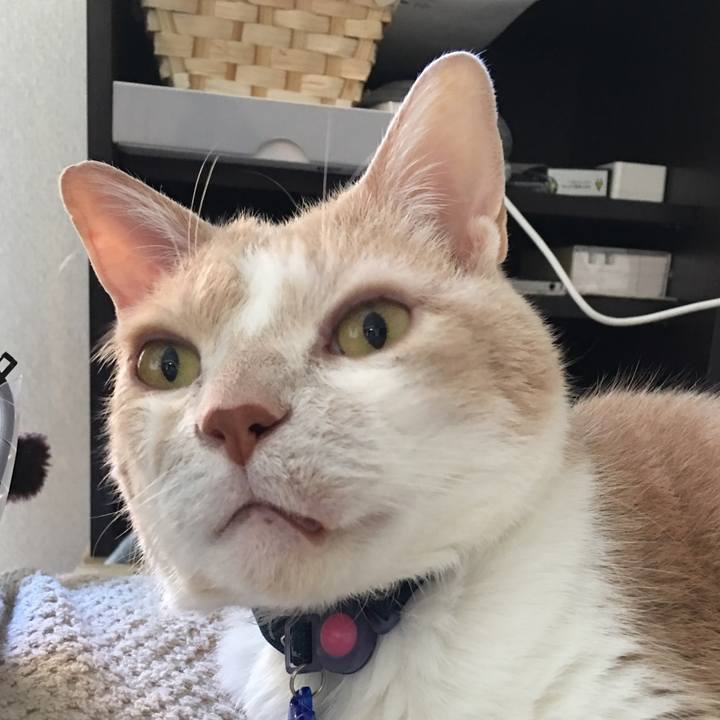 A3f07adc facc 450a 9f44 4863ce6ea3ac