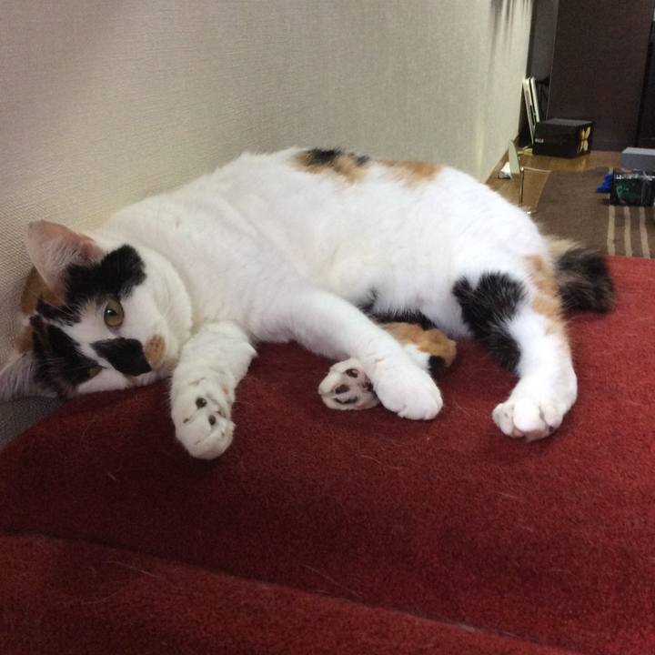 A3f25c0b a12b 4003 b57c 84ff131fd98c