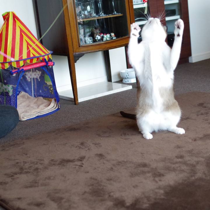 A3f68ef7 301a 42ee 8686 ec38bc66896d