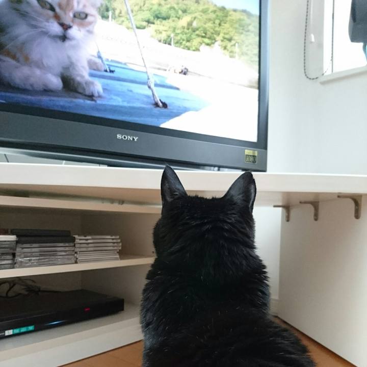 A3f95b51 bb68 481f ab81 e9b78385ef40