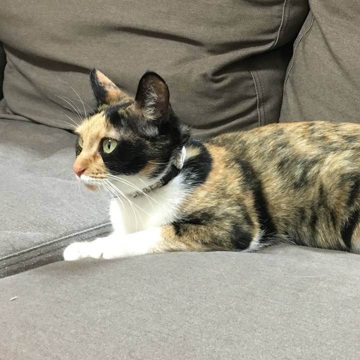 A3fae382 38f5 4338 87cf e6beafa4e29e