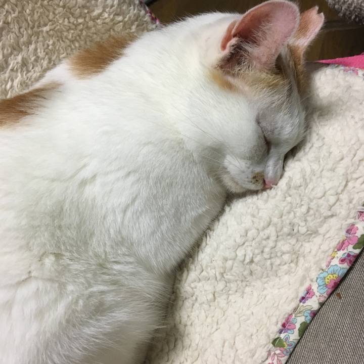 A3fe7a5a 488b 4625 8893 0c039ec49edc