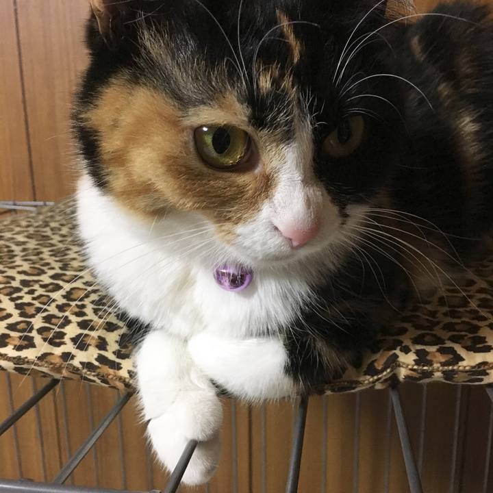 A4080c54 ccf1 44ea 9890 62ec9f2502cc