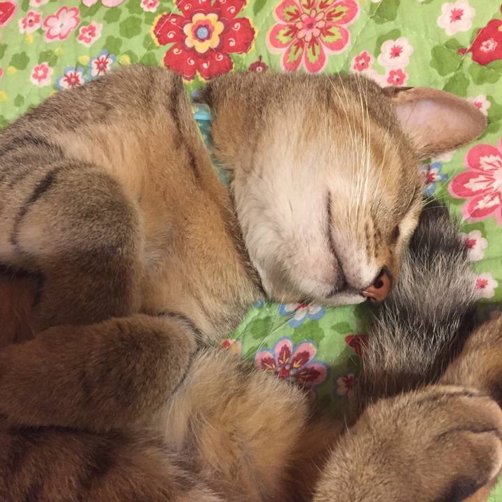 A40ac7fb 4859 4186 b30f fd6113c49c71