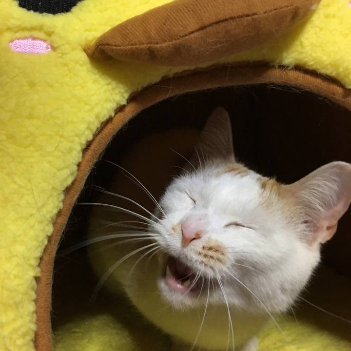 A412acb3 2cd6 4dfe ad57 e87f218b6f27