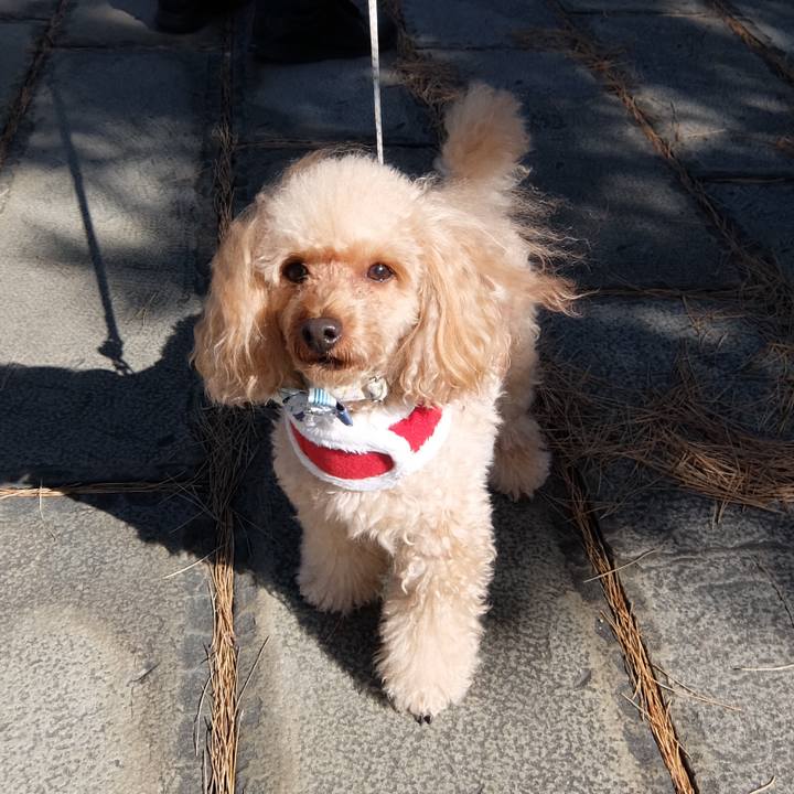 A42099f4 1162 44bf 88fd dc2735e4934a