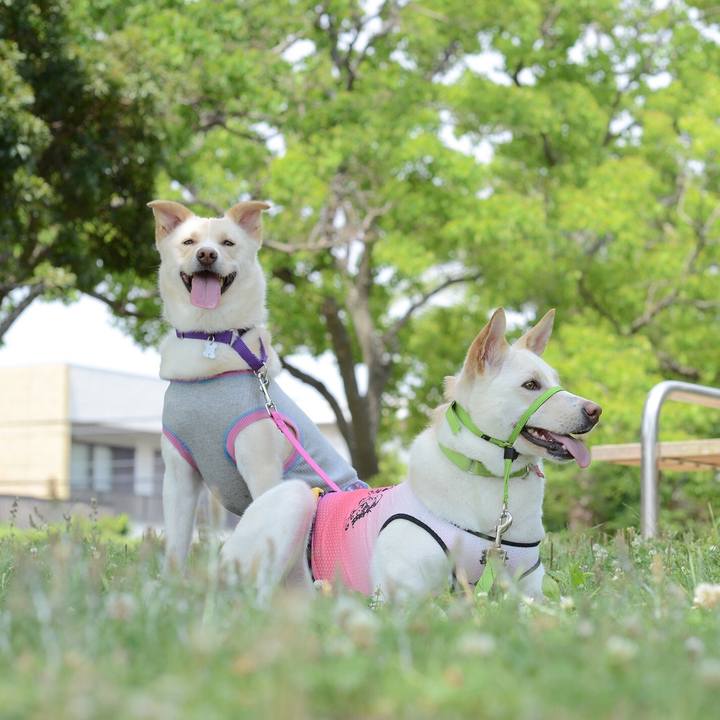 A4230b51 990f 488d a62b 300f87b5b179