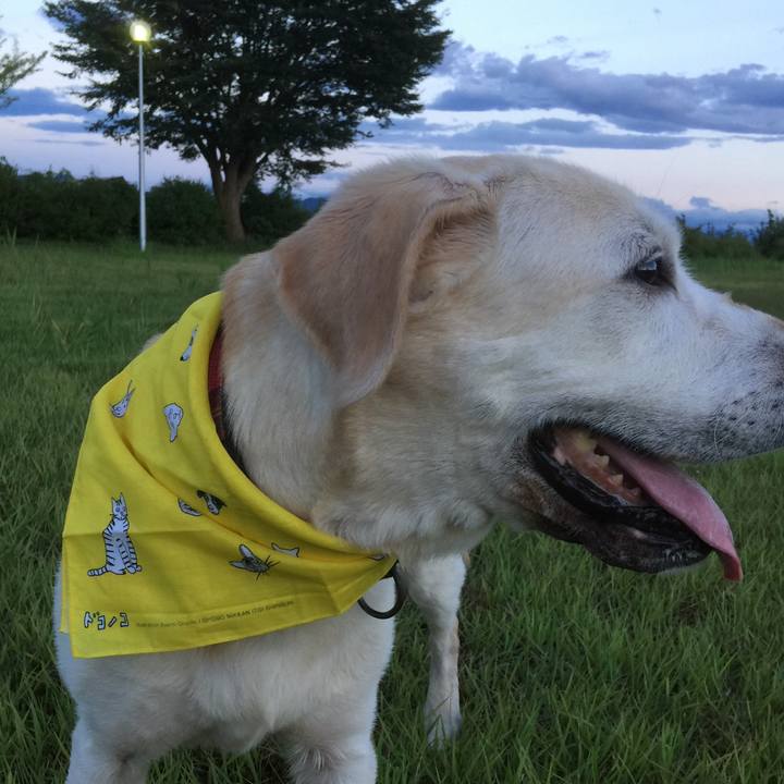 A427842d f4c5 49e3 8684 779733209ed7