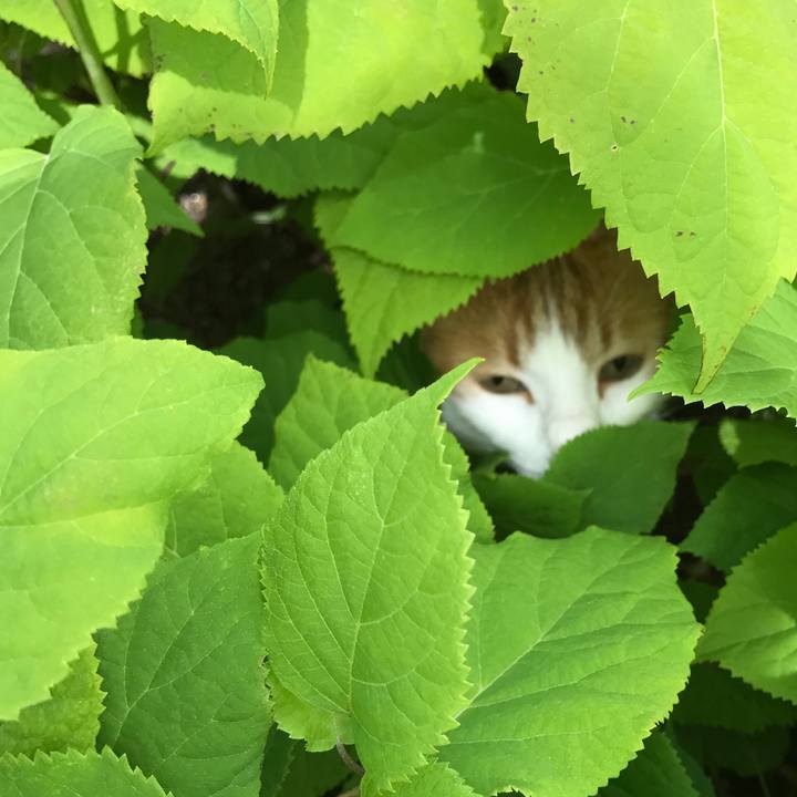 A43190da bf95 487d 8065 c9eb42c21d00