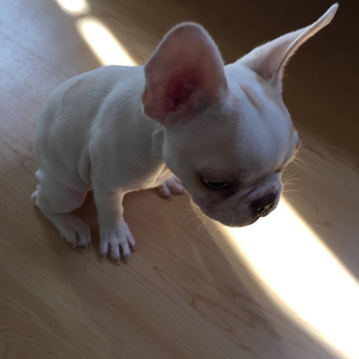 A431a9ac acad 41af 8894 f732dfa43793