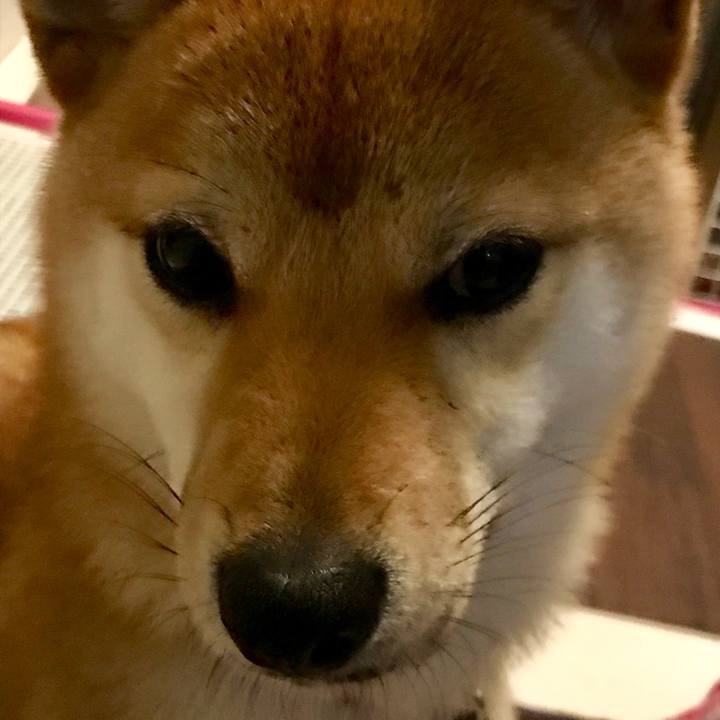 A431c6f8 45b9 4fcf 89f4 419b548329c2