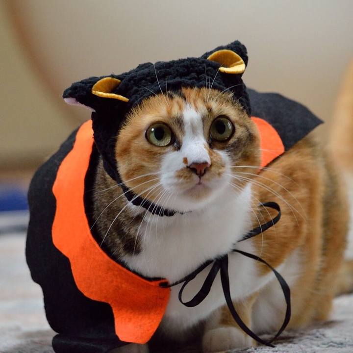 A43d0513 e678 49fd bfaa 985fe9701a27