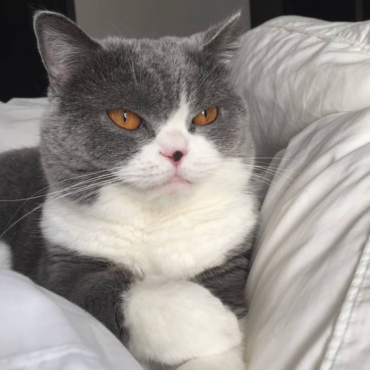 A4442ae8 dd68 413c b8c6 a3e185189ca5