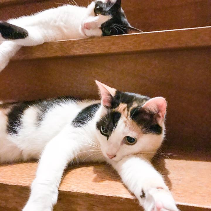 A44dc9d6 a302 44da 95d5 18c58ee39738