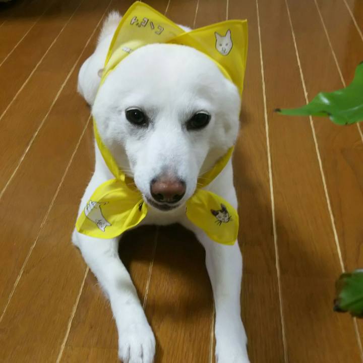 A45a2b28 2090 47cc 935e ec048f45d118