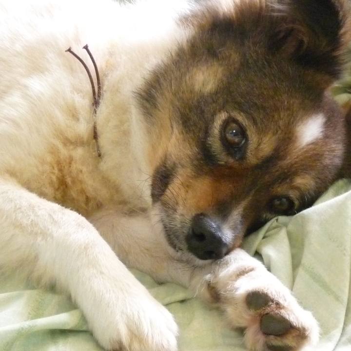 A462d821 576d 43c8 8e7c aa0b1e5763d6