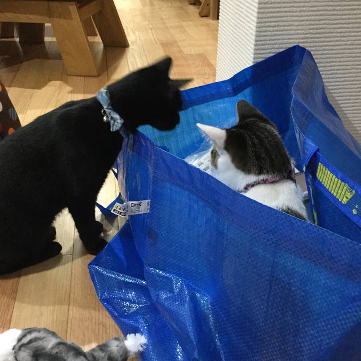 A47f0f0e 8fc6 441a bc2d b8a0f498dd16