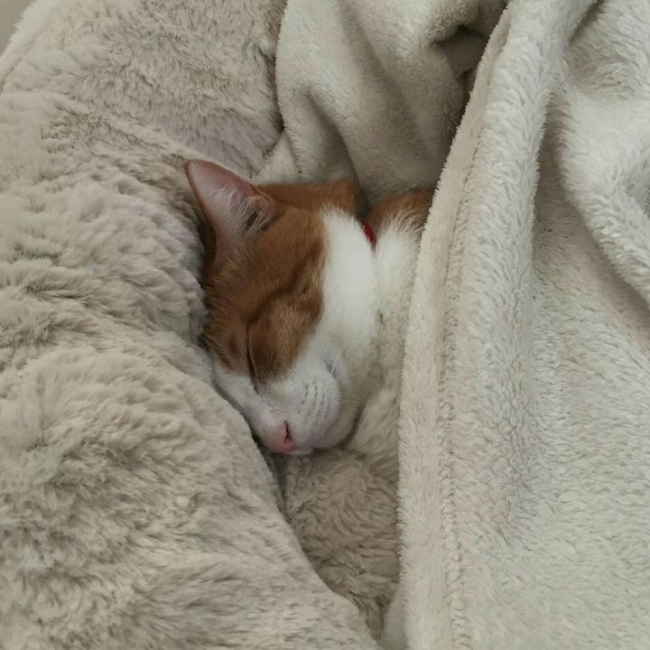 A4843d4b ab94 4972 9348 93f3034117dc