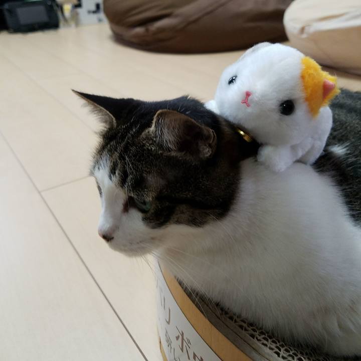 A485aba5 6fa8 4ea3 9a96 ee32951e7f17