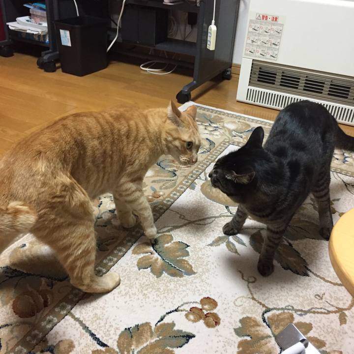 A4897bdc a27e 4ce5 82d9 6cf99b254ff2