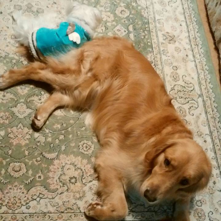 A48988f8 8205 4499 ab46 b960f21530f1