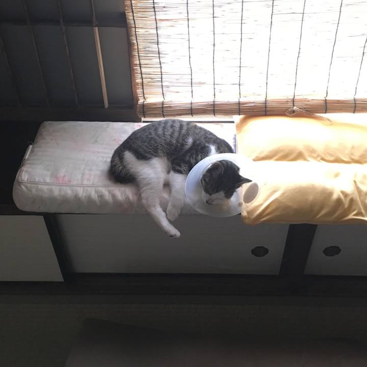 A4919b53 f8f0 4bcb b49f 9970e7db8386