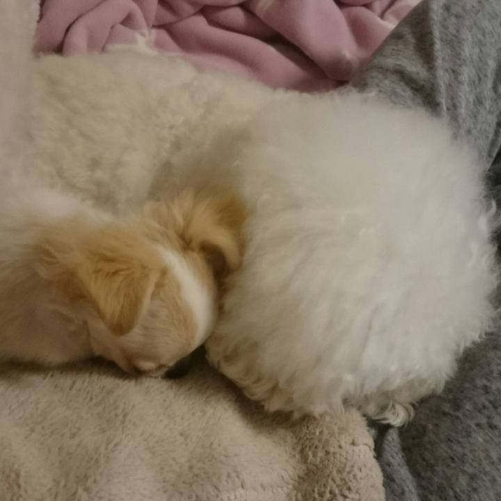 A492a764 cb4a 4842 ad1a 57ce10331541