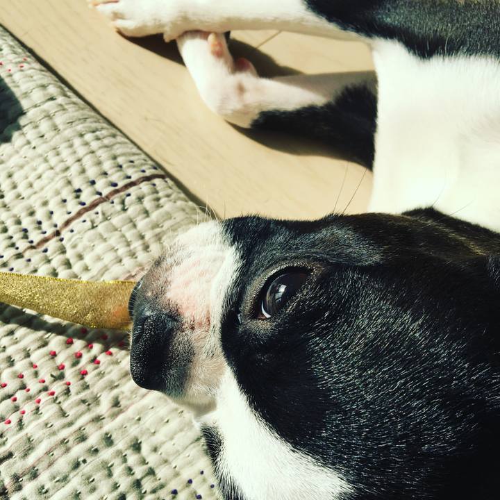 A4949971 0038 4dff b3d7 457f811e4f06