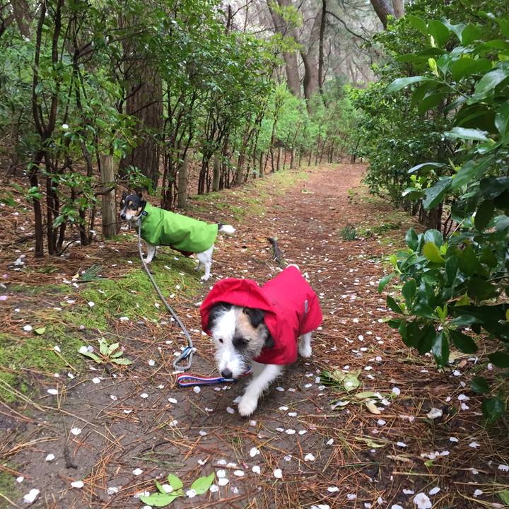 A499de26 5ad9 4b0c a049 dd540d9a6984