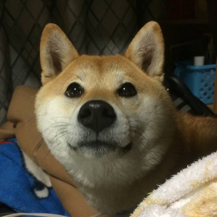 A4a0fd79 069e 494b b451 e508c2e388e4