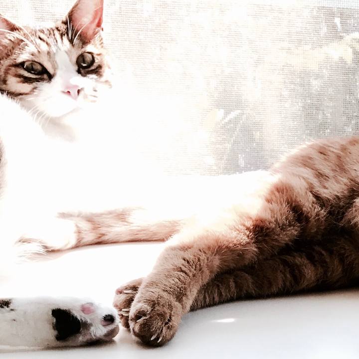 A4a21264 1640 479d b2ad 42a2ecd9bab6