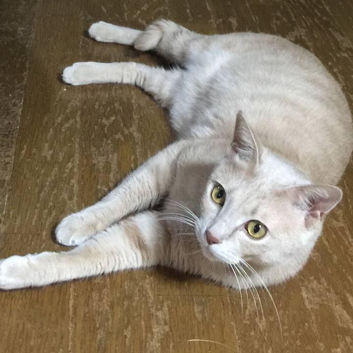 A4a2779a a829 4bc7 968c 4116b39bb4a7