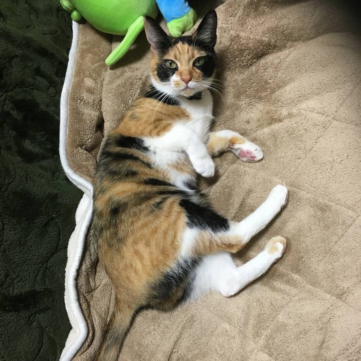 A4ab632f 7dc4 4558 854c a0af6745c144