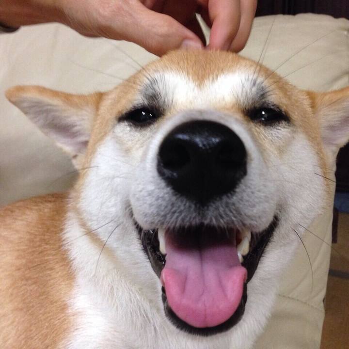 A4bf4a11 4238 4b77 b4fe ce2324b0a9e0