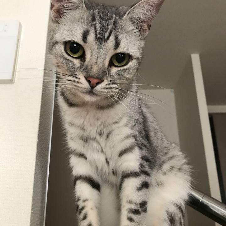 A4c23b24 d5de 478f af1d f18ee7825257