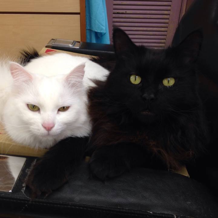 A4c2b434 1d01 4e4a ad98 2f7ea208f45e