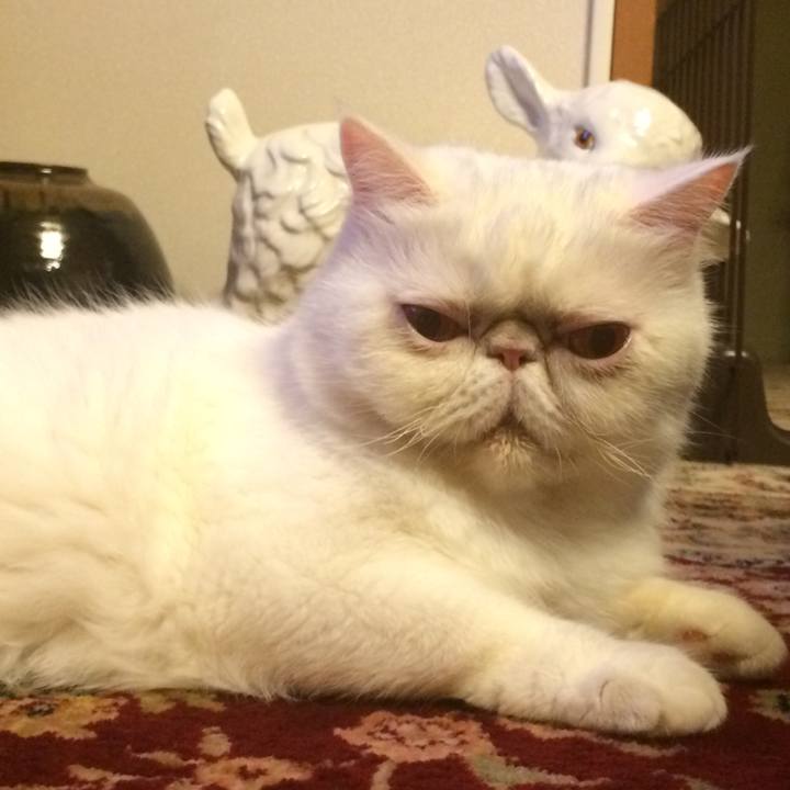 A4c4ff82 79f4 4f7d 829b 73336c32cdb5