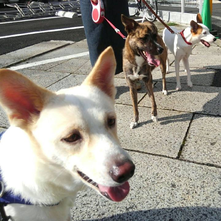 A4c81cae d395 4b0c a78d 542eaa98cba2