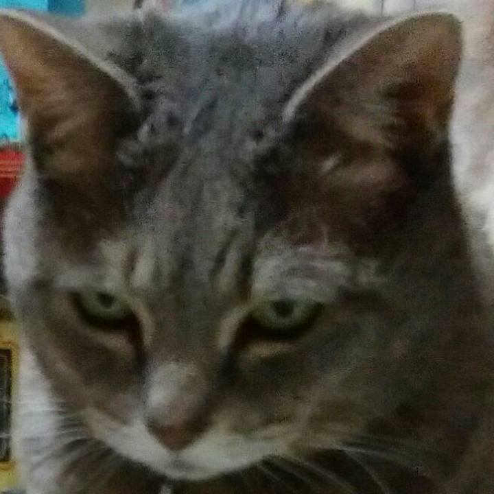 A4cf3b5d a858 4b89 9287 0977607ad437