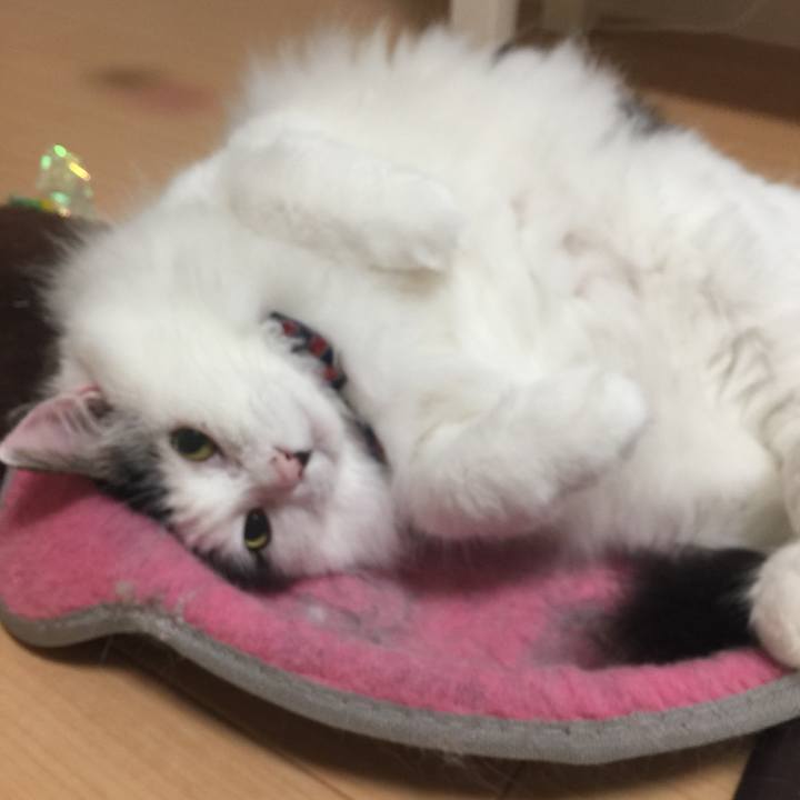 A4d14574 0dff 4575 8d3f 72feea026239