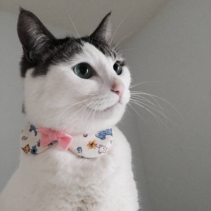 A4d32960 4881 4245 82b2 2a28b0caa245