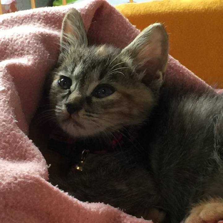 A4dc845c b6f6 4f92 a806 dd513f8a5e66