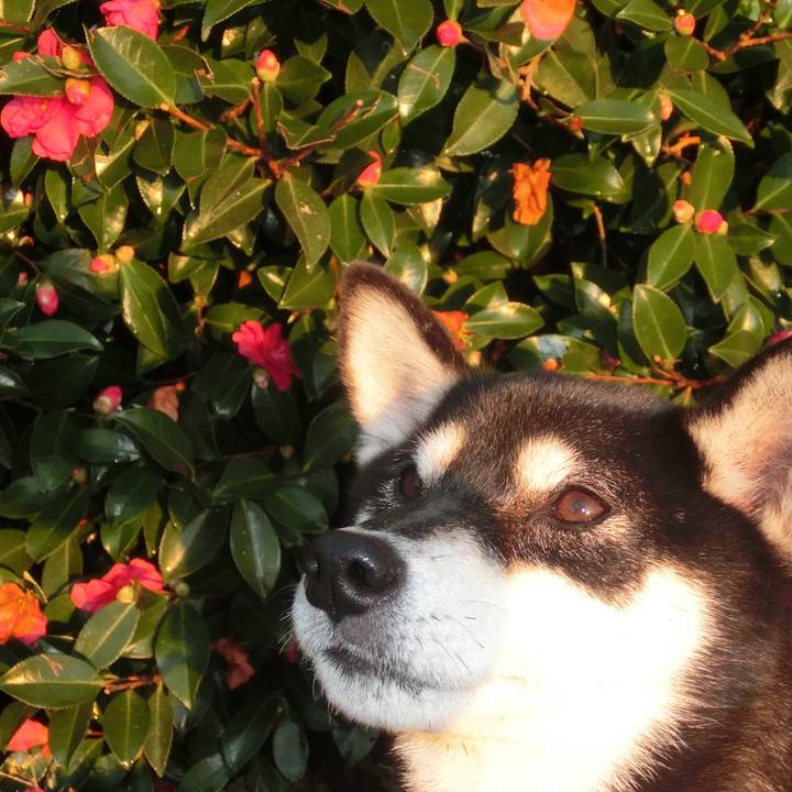 A4e16684 cbff 4cb5 b710 3a006d9e7882