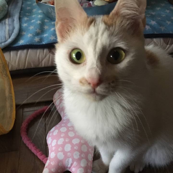 A4f3cddb 8c79 4604 af44 65125daed6ff