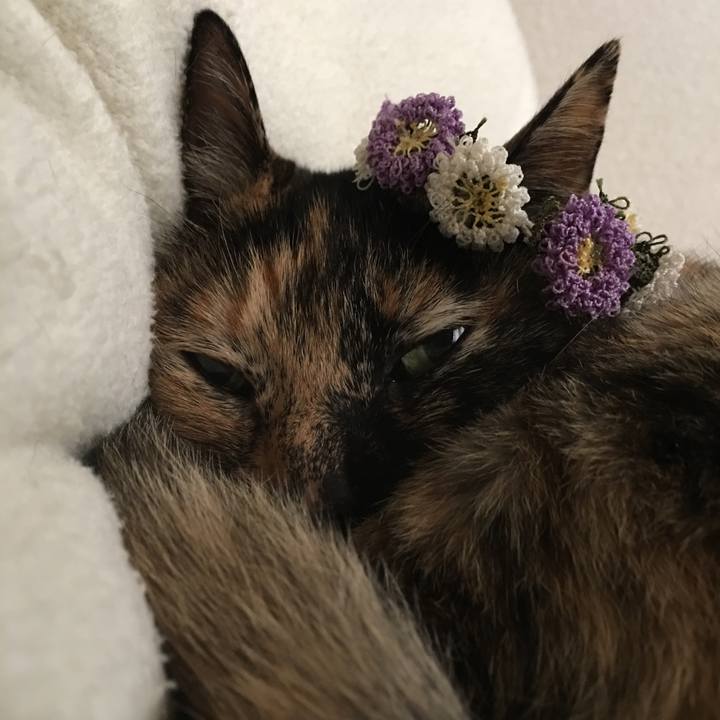 A4fceb08 0334 4eed b38e 0941d462dc80