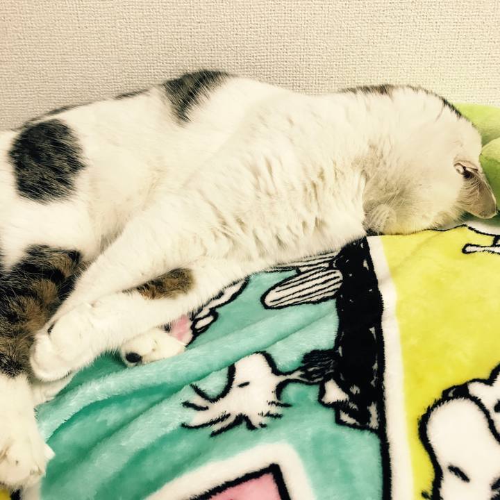 A506daf1 6cec 4a11 8c1e cbffb4914296